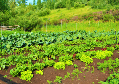 Funky-Acres-Farm-Bridge-Lake-BC-11